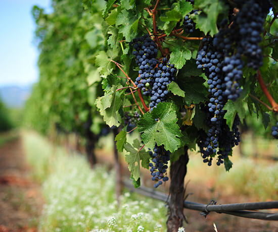 our-philosophy-image